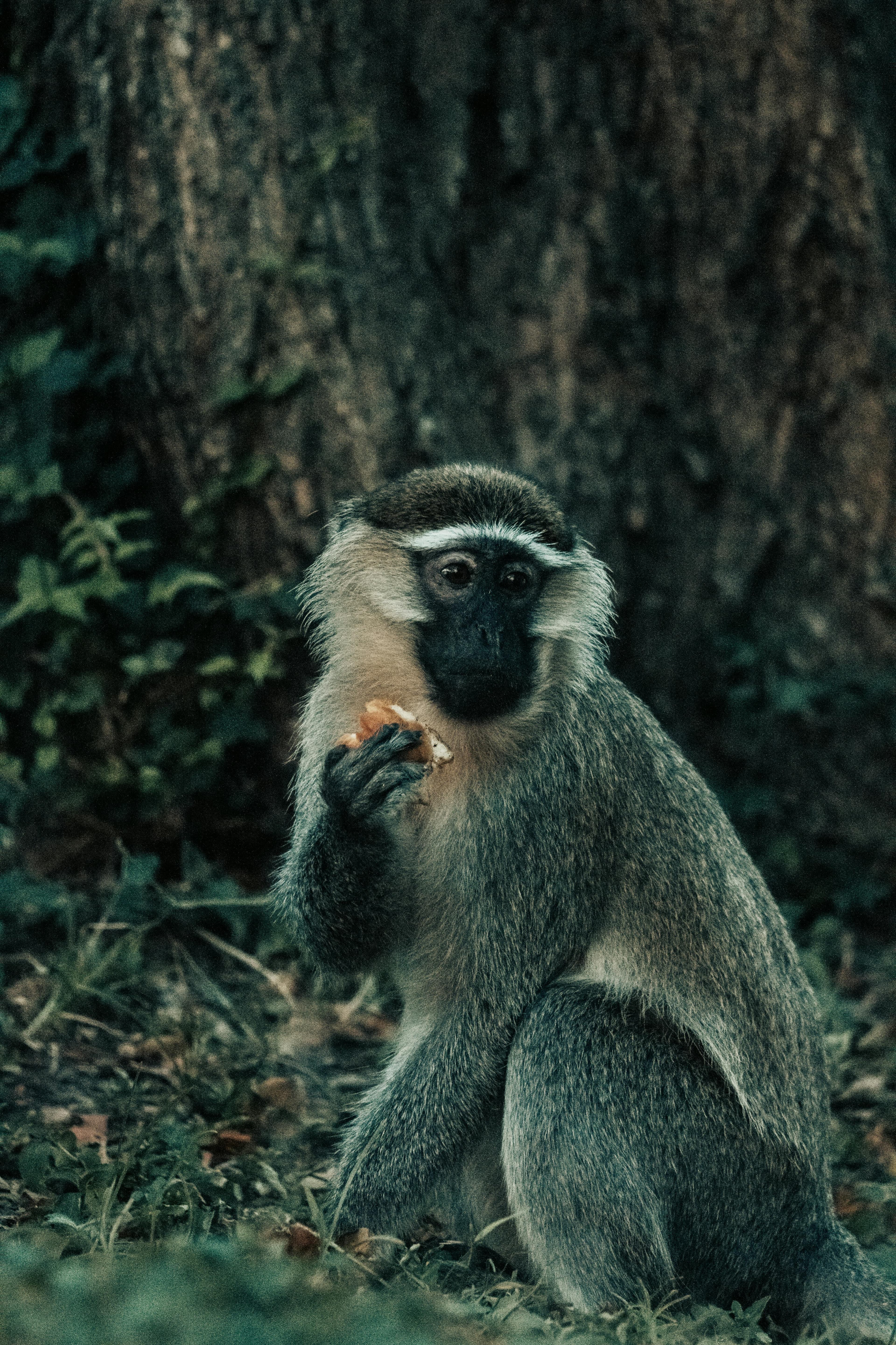 African Monkey sample